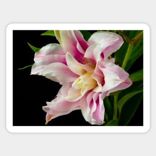 Pink And White Rose Lily Sticker